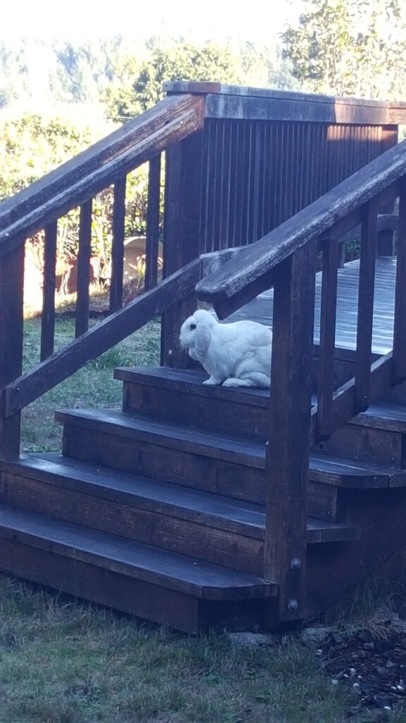 Bunny