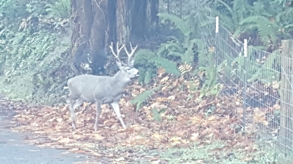 Deer